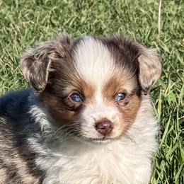 Boy 2 - male Toy Australian Shepherd puppy in Bly, Oregon from Apacheblus Toy Aussies