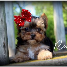 Ruby - Black and gold female Yorkshire Terrier puppy in Warren, Michigan from Danielle's Yorkie Babies