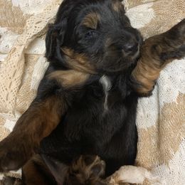 Border Collie and Bordoodle Puppies from Sunrise Kennels