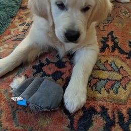 Golden Retriever Puppies from Carolyn Maddux's Golden Retrievers