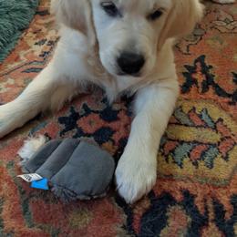 Golden Retriever Puppies from Carolyn Maddux's Golden Retrievers