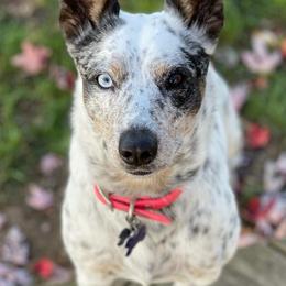 Australian Cattle Dogs and Dachshunds from Hope Heelers, Cedar Acres