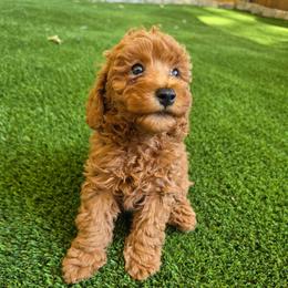 Sienna - Red  female Poodle puppy in Kannapolis, North Carolina from Carolina Great Danes & Toy Poodles
