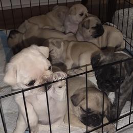 Pugs from Kapelac's Royal Pugs