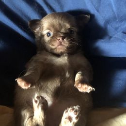Aunt Bee( now Mochi) - Chocolate female Chihuahua puppy in Amelia, Virginia from Pannell’s Precious Pups