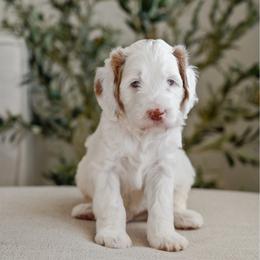 Fern - Parti male Goldendoodle puppy in Salem, Virginia from Aloha Doodles & Poodles