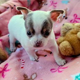 Lil Bear - Chocolate and white male Chihuahua puppy in Leominster, Massachusetts from House of Lil  Paw