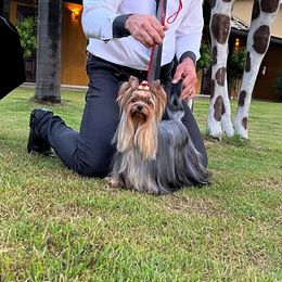 Alicia - Yorkshire Terrier