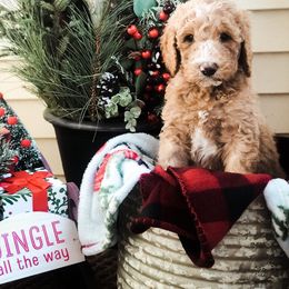 Goldendoodle Puppies from DeerCreek Doodles