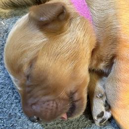 Red Girl - Dark golden female Golden Retriever puppy in Ephrata, Pennsylvania from Goldens Retreat