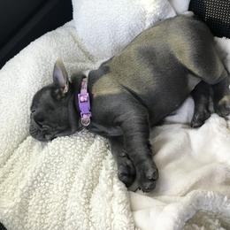 French Bulldog Puppies from Crooked C Ranch