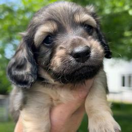 Shaded Cream - Cream male Dachshund puppy in Nampa, Idaho from Long_and_Low_Dachshunds