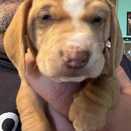Dachshund Puppies from Witchy Woman’s Wiener’s