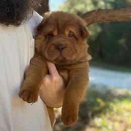Teddy Bear Omen - Chocolate dilute male Chinese Shar-Pei puppy in Auburn, Kansas from Justin's Chinese Shar-Pei