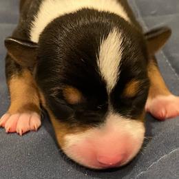 P1F - Black white and tan female Rat Terrier puppy in Groveland, Florida from Blackwood Rat Terriers (Standard)