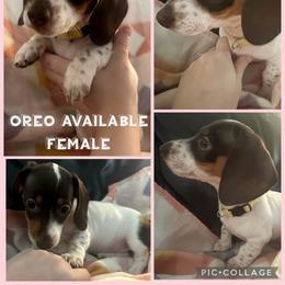 Dachshund Puppies from Treasure Valley Dachshunds