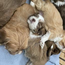 Shih Tzu Puppies from Jessica Diangson's Shih Tzus