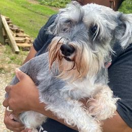 Miniature Schnauzers from Shuna Oliver