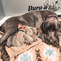 Ruby - Silver gray female Weimaraner puppy in Riverside, Utah from Blue Phantom Kennels