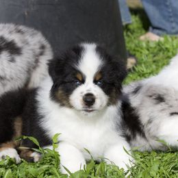 Australian Shepherd, Miniature American Shepherd, and Miniature Australian Shepherd Puppies from Diamond H Aussies