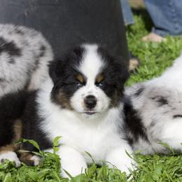 Australian Shepherd, Miniature American Shepherd, and Miniature Australian Shepherd Puppies from Diamond H Aussies