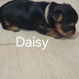 DAISY - Black and tan female Yorkshire Terrier puppy in Chickasha, Oklahoma from SISSYS YORKIES