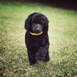 Poodle Puppies from Anolani Standard Poodles
