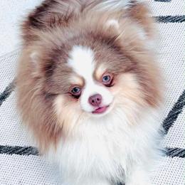 Trooper - Pomeranian
