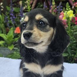 Zoie - Black and cream female Dachshund puppy in Ben Wheeler, Texas from Anytime Dachshunds by D.B.
