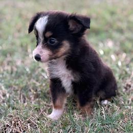 Tate - Black tri male Toy Australian Shepherd puppy in Ambrose, Georgia from Brandilyn's Aussies