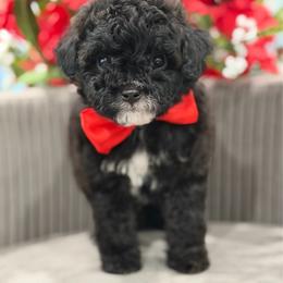 Luigi - Black and white male Cavapoo puppy in Apple Valley, California from Fletcher Fuzzy Friends