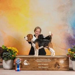 Beagle puppies from Tymber Lake Beagles