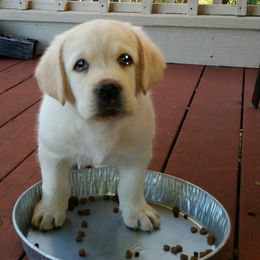 Labrador Retriever Puppies from Hero Labradors
