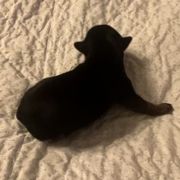 Jagger - Black and tan male Yorkshire Terrier puppy in Crossville, Tennessee from Lil Britches Yorkies