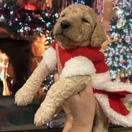 Luna - Apricot female Poodle puppy in Mobile, Alabama from Semmy’s Standard Poodle LLC