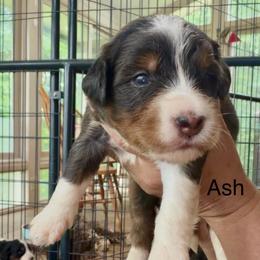 Ash - Merle male Bernedoodle puppy in Campbellsville, Kentucky from Blue Belle Hills Bernedoodles
