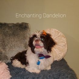 Dandy - Shih Tzu