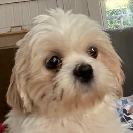 London - Cream and white female Shih Tzu puppy in Covington, Georgia from Top Hats 2  Shih Tzu’s