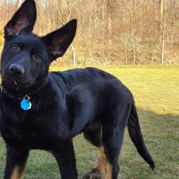 German Shepherd Puppies from EshelmanSchwitz German Shepherd Dogs