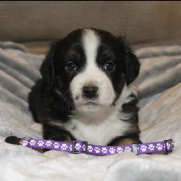 Valentine - Black tri female Miniature Australian Shepherd puppy in Kissee Mills, Missouri from Clinkenbeard Kennel