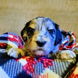 Noel - Merle Goldendoodle puppy in Lebanon, Oregon from Goldenvalley Doodles