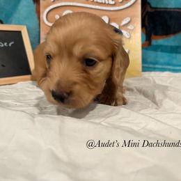 Chance - Cream male Dachshund puppy in East Dover, Vermont from Audet’s Mini Dachshunds