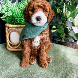 Cavapoo, Goldendoodle, and Poodle Puppies from Destination Doodles