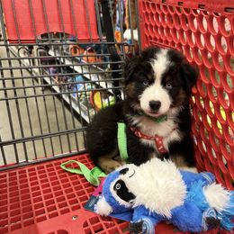 Chet - Black tri-color male Australian Shepherd puppy in Hartville, Missouri from Stamper K9’s