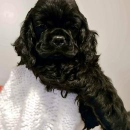 Apple - Black male Cocker Spaniel puppy in Port Washington, New York from Belive in Dreams Cockers