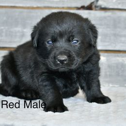 Red male - Black male Labrador Retriever puppy in Mississippi from Sure Shot English Labs