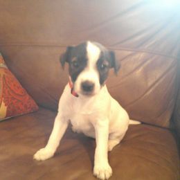 Parson Russell Terrier and Rhodesian Ridgeback Puppies from River Run Parson Russell terriers & River Run Ridgebacks