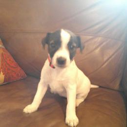 Parson Russell Terrier and Rhodesian Ridgeback Puppies from River Run Parson Russell terriers & River Run Ridgebacks