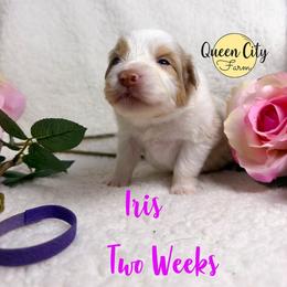 Iris - Red merle female Australian Shepherd puppy in Falmouth, Kentucky from Queen City Farm