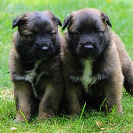 Belgian Tervuren puppies from Chocorua Working Belgians